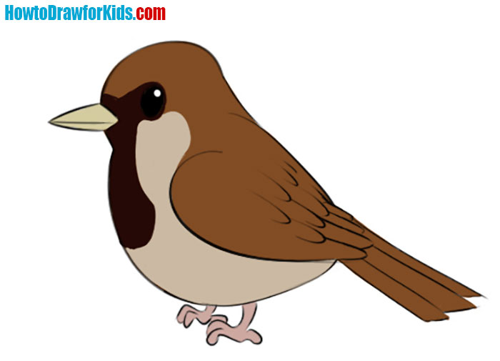 How to Draw a Sparrow for Kids