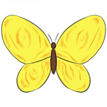 How to Draw a Butterfly Easy for Kids