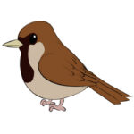 How to Draw a Sparrow for Kids