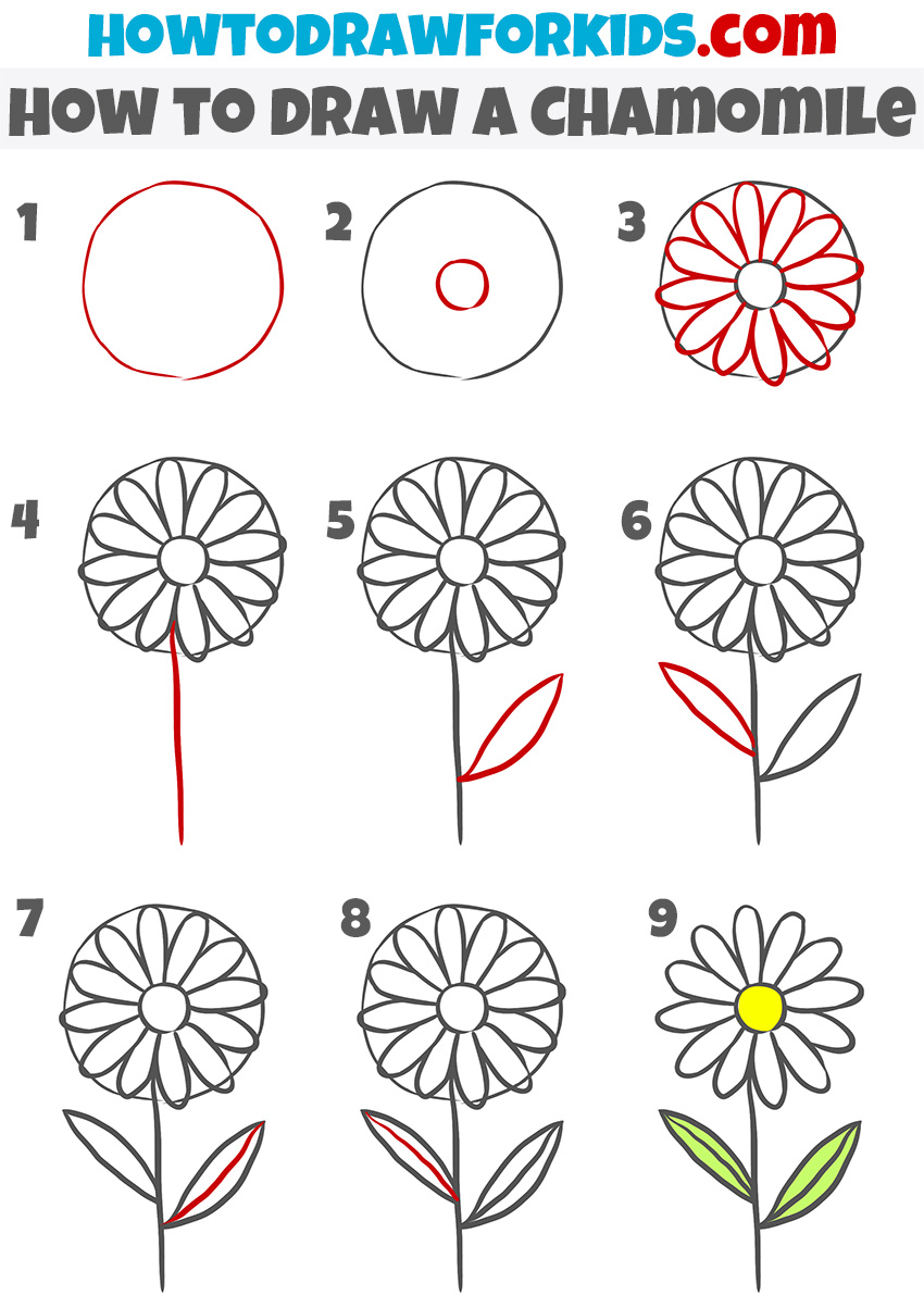 how to draw a chamomile step by step