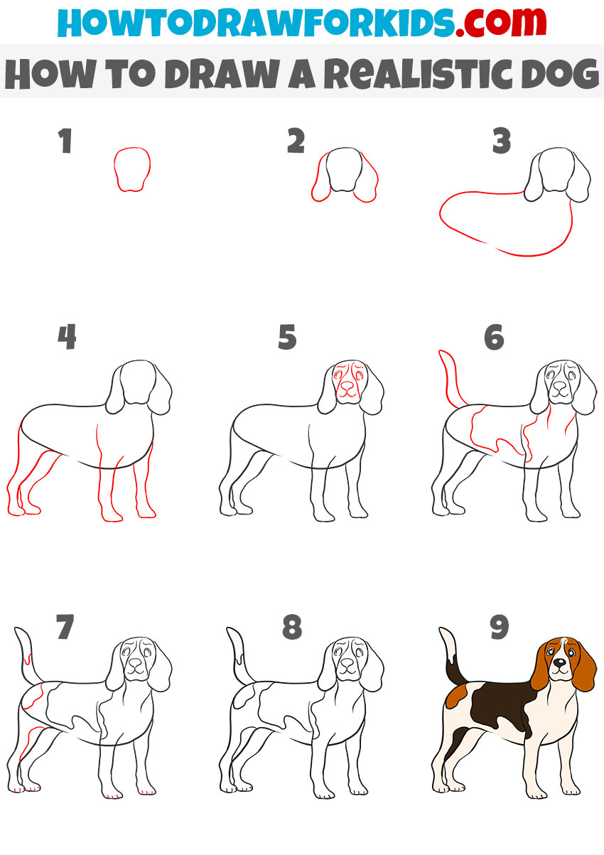 How to draw a Realistic Dog step by step