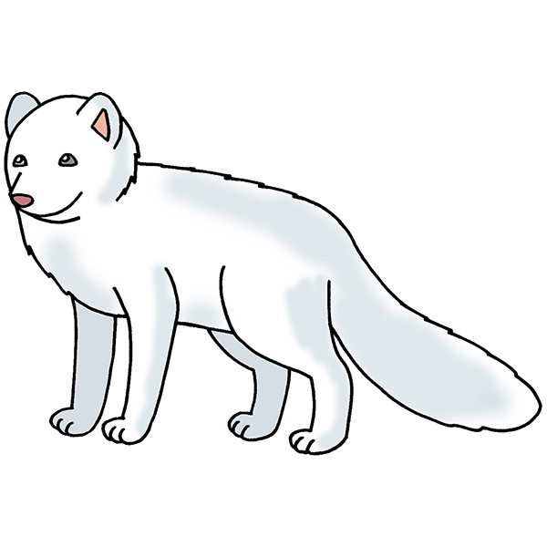 How to Draw an Arctic Fox