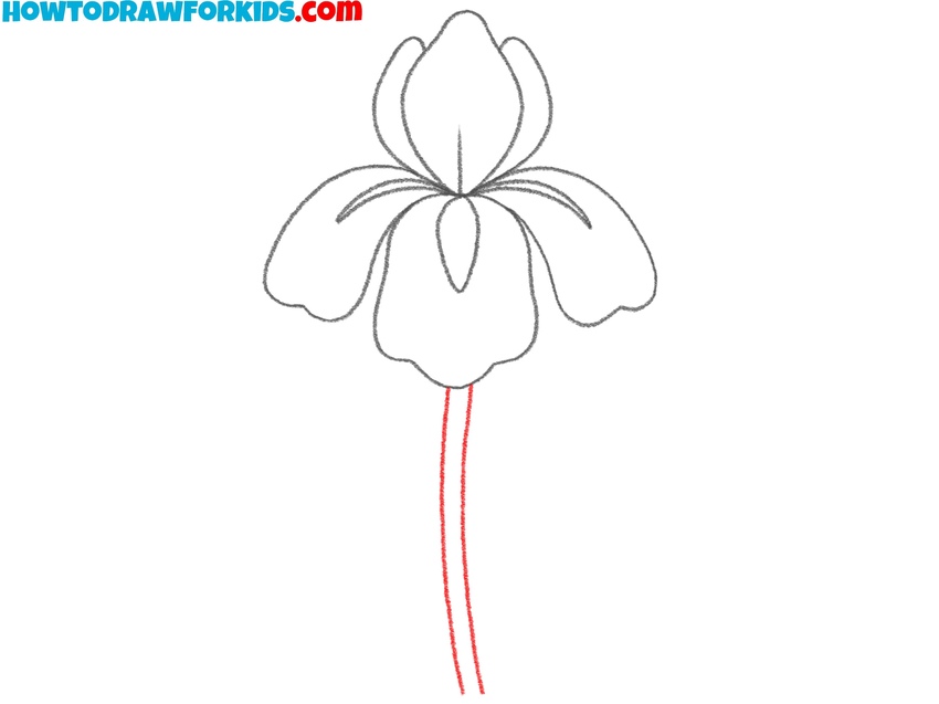 Draw the iris’s stem
