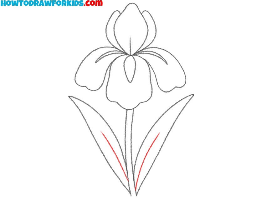 Draw the midribs on the leaves