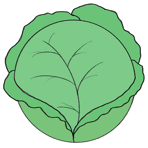 How to Draw a Cabbage Easy Drawing Tutorial For Kids