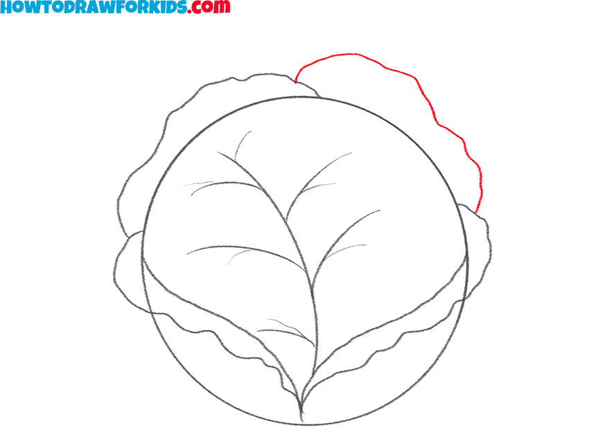 how to draw a cabbage step by step easy
