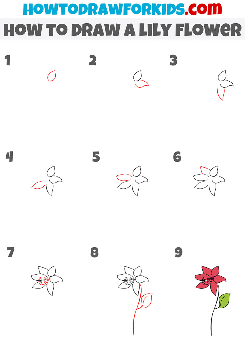 how to draw a lily flower step by step