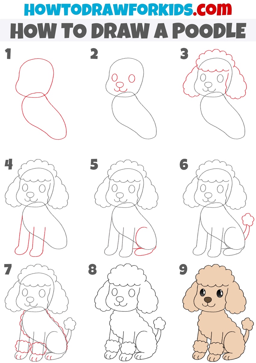 How to draw a poodle Step by step