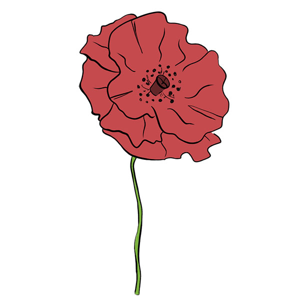 How to Draw a Poppy Flower