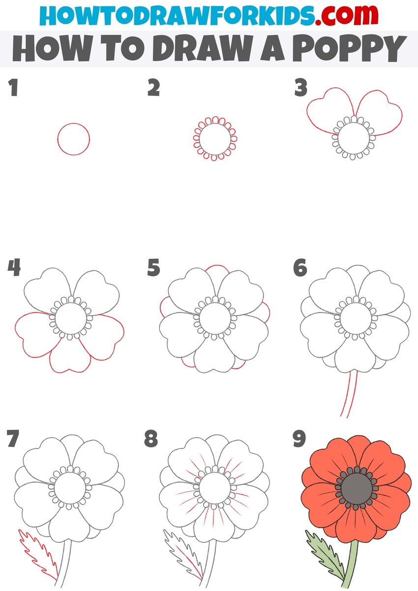 How to draw a poppy flower step by step