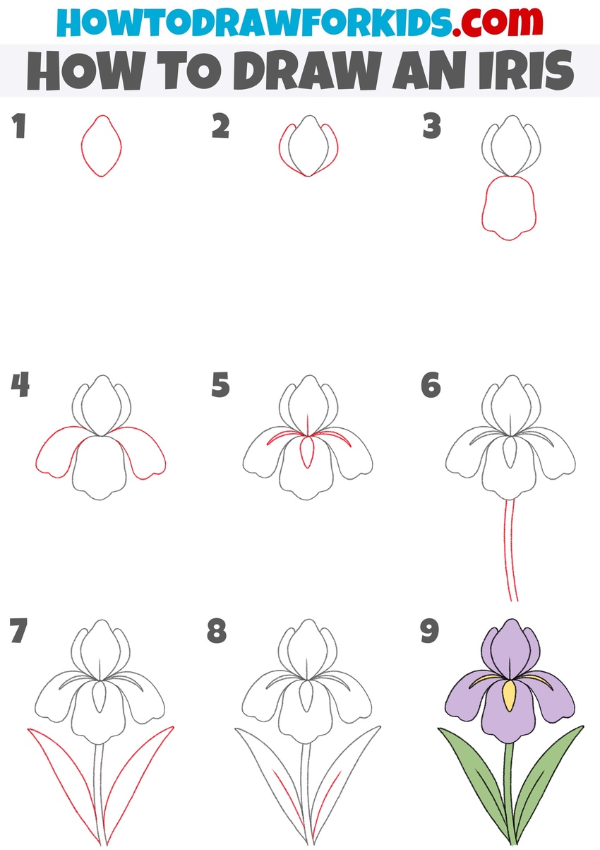 How to draw an iris step by step