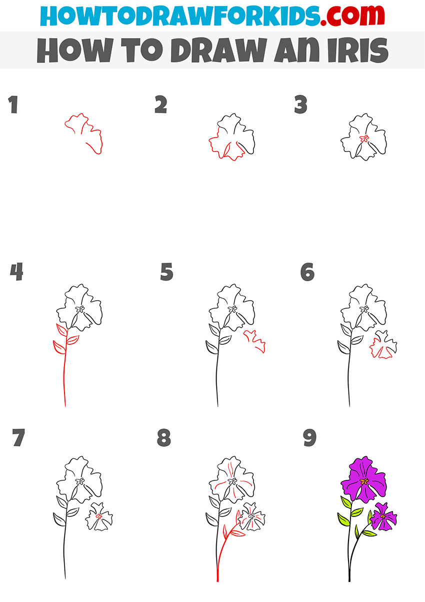 How To Draw An Iris Flower Step By Step