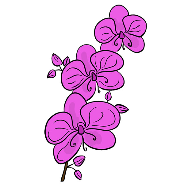 How to Draw an Orchid