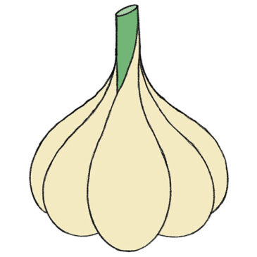 How to Draw Garlic