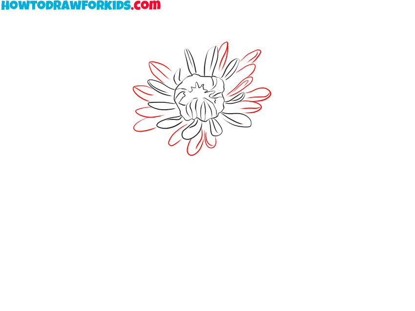 chrysanthemum drawing simple