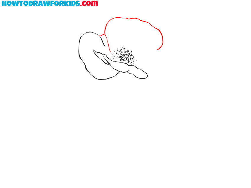 how to draw a poppy flower easy step by step