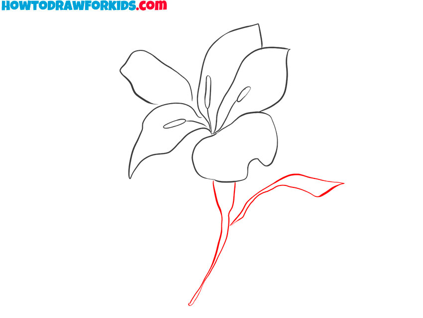 how to draw a lily for beginners