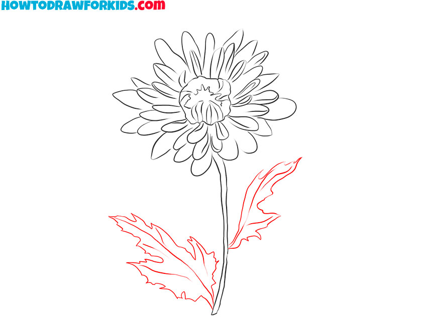chrysanthemum drawing easy