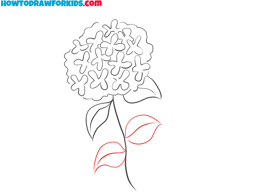 drawing hydrangea flower