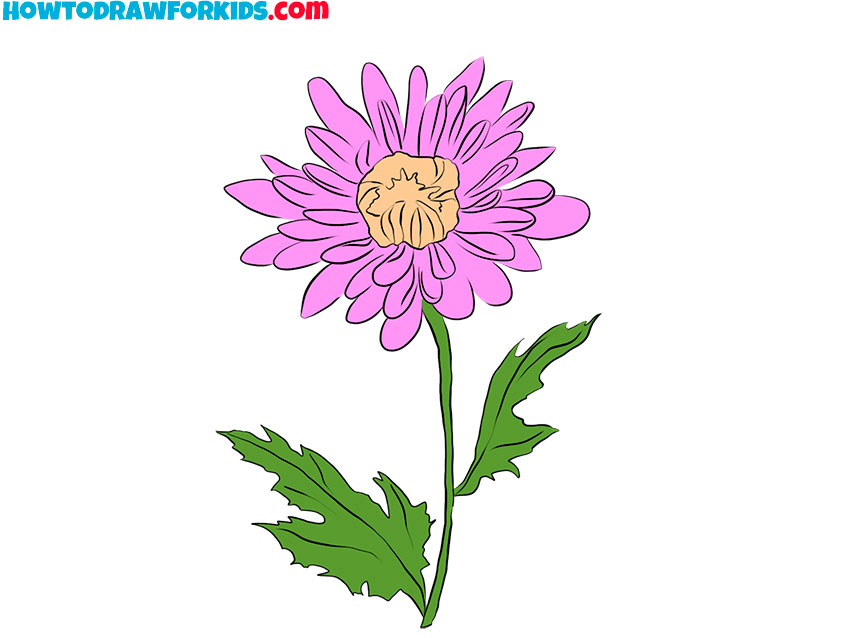 chrysanthemum drawing lesson