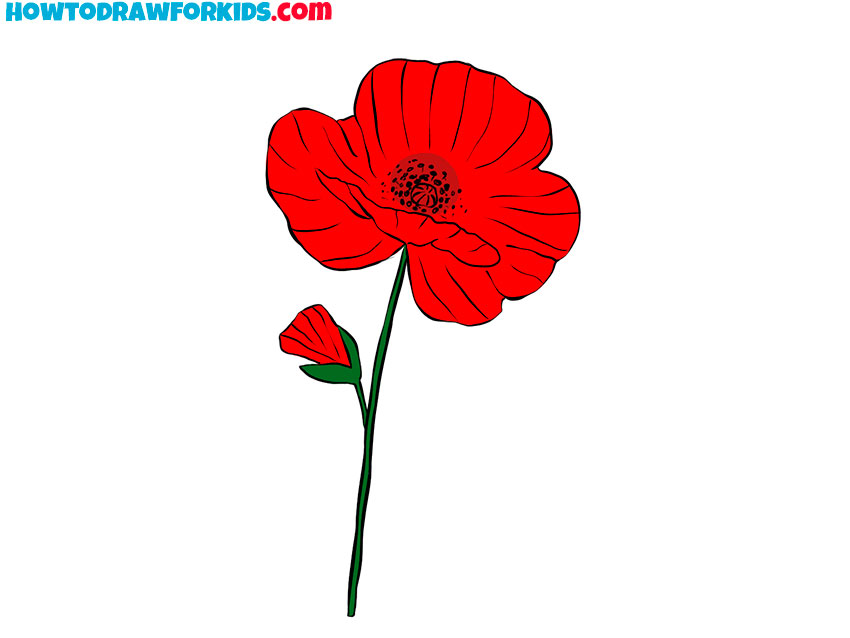 how to draw poppy flowers for beginners