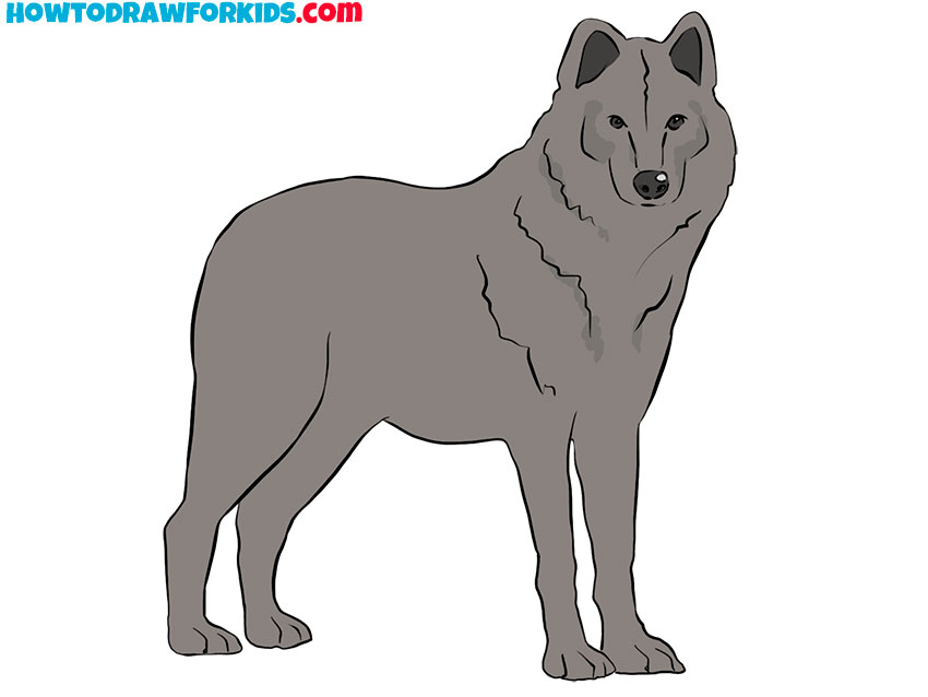 realistic wolf drawing step by step
