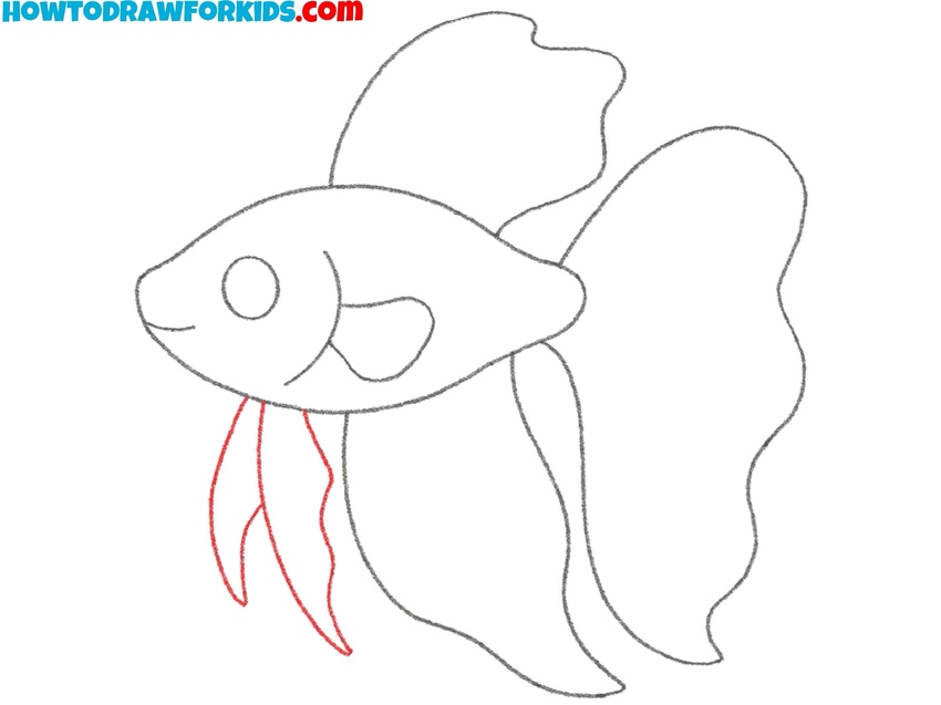 Draw the betta fish pelvic fins