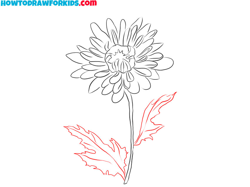 Draw the chrysanthemum leaves