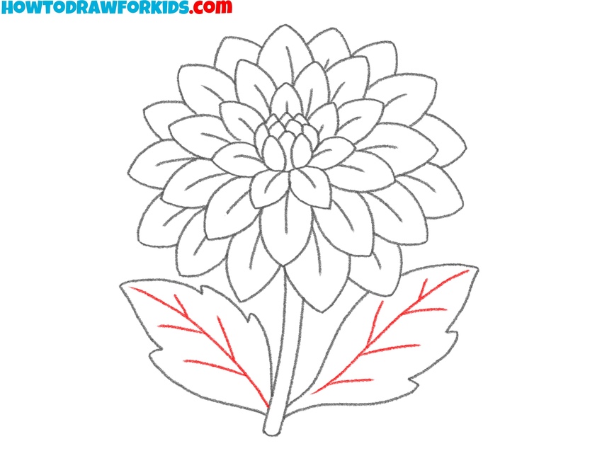 Illustrate the central leaf veins