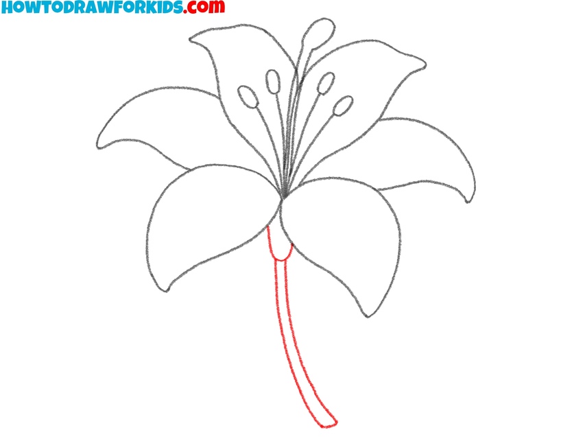 Draw the lily flower stem