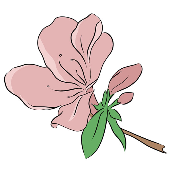 How to Draw a Beautiful Flower