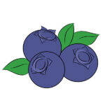 How to Draw a Blueberry