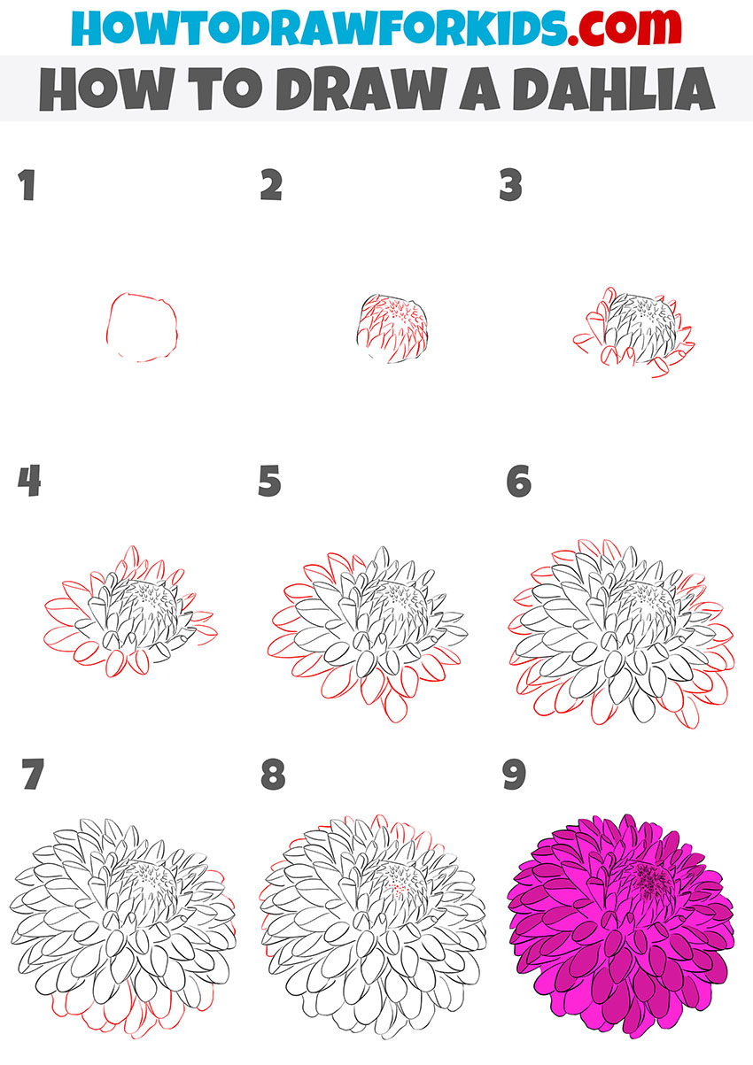 how to draw a dahlia step by step