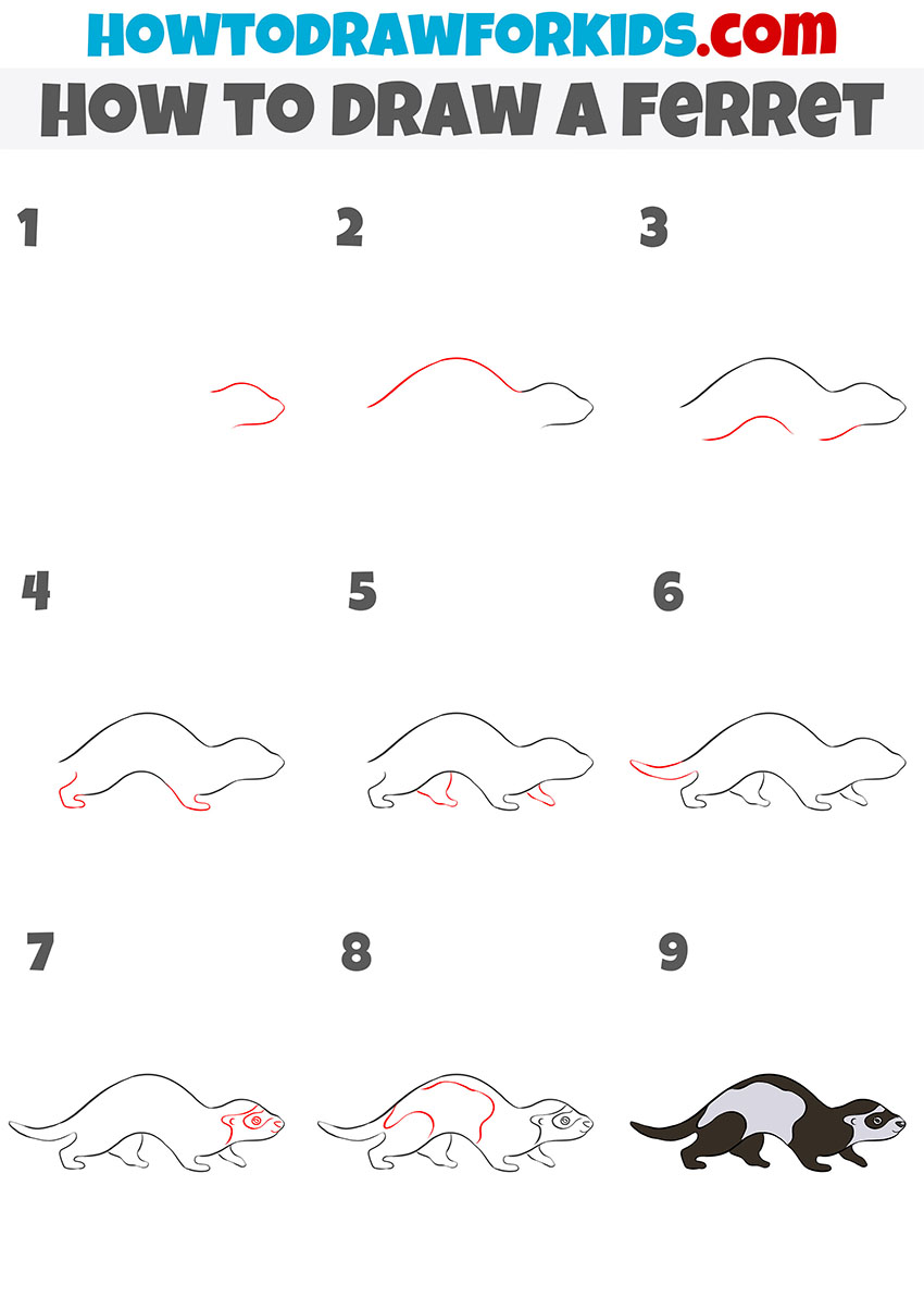 how to draw a ferret step by step