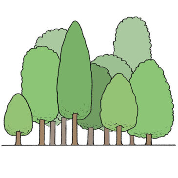 How to Draw a Forest