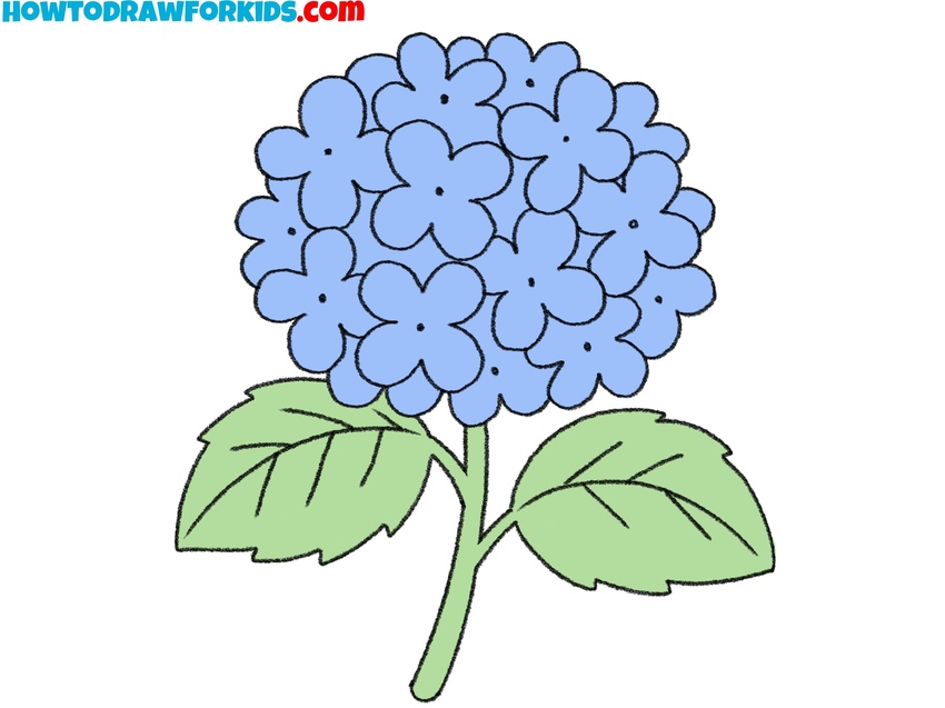 how to draw a hydrangea featured image