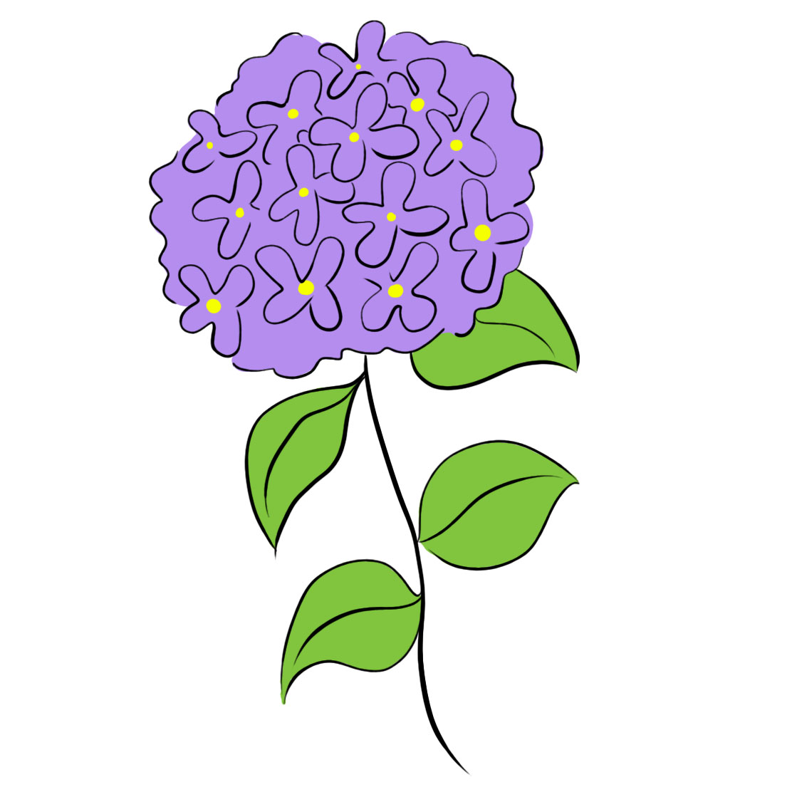 How To Draw A Hydrangea Flower Step By Best Flower Site
