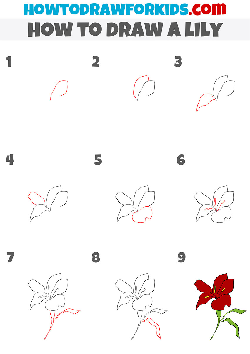 how to draw a lily step by step