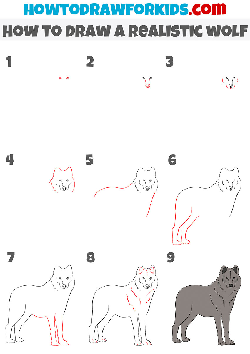 how to draw a realistic wolf step by step