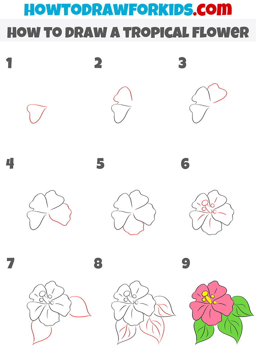 how to draw a tropical flower step by stepp