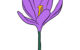 how to draw a violet