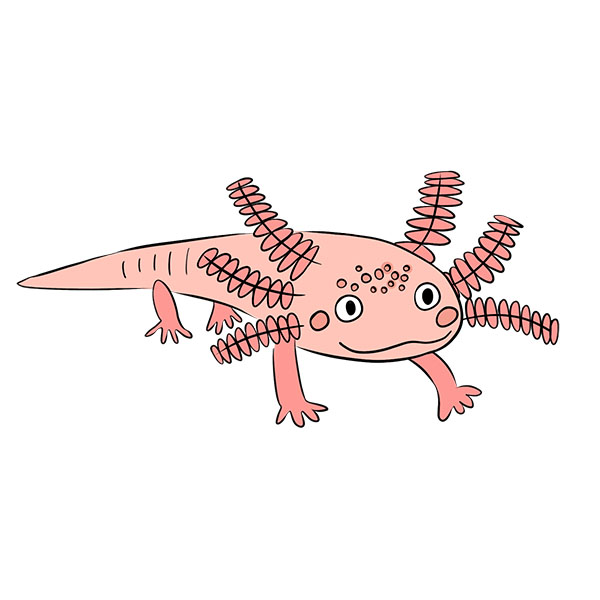 How to Draw an Axolotl