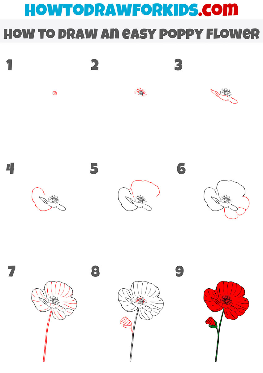 how to draw an easy poppy flower step by step