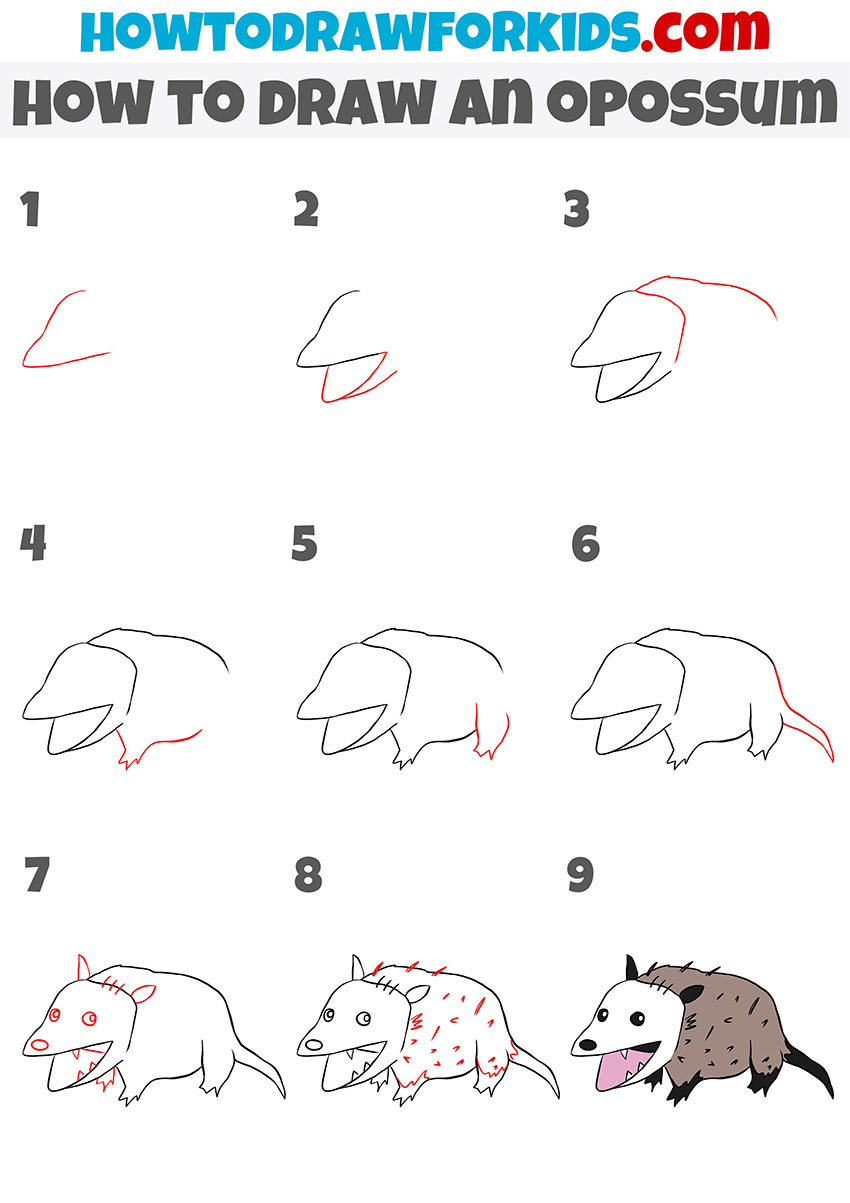 how to draw an opossum step by step