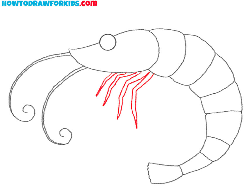 shrimp drawing easy