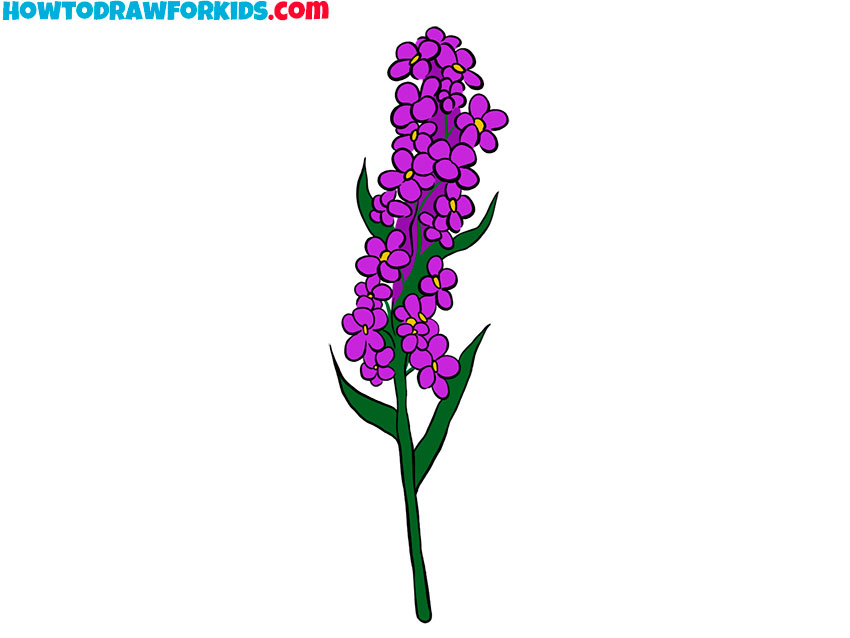 How to Draw Lavender - Easy Drawing Tutorial For Kids