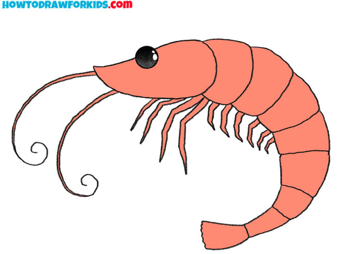 How to Draw a Shrimp Easy Drawing Tutorial For Kids