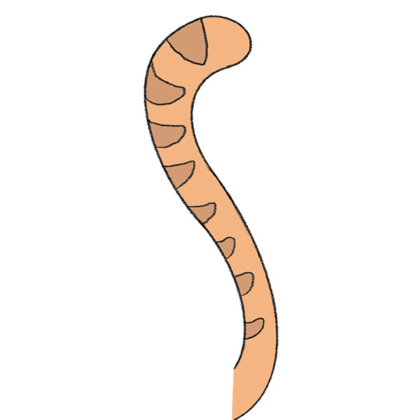 How to Draw a Cat Tail
