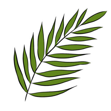 How to Draw a Fern