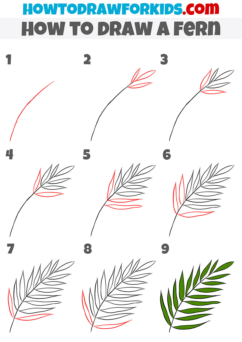 how to draw a fern step by step